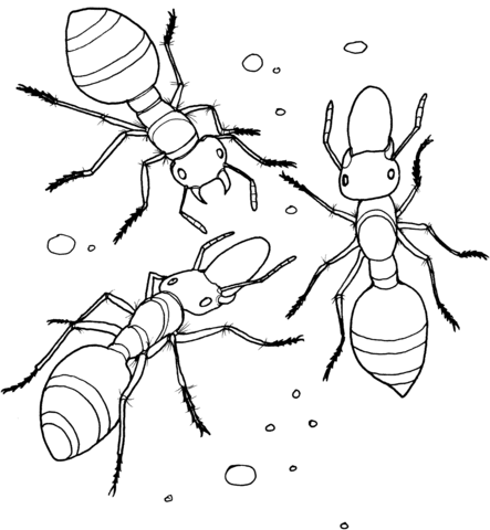 Allegheny Mound Ant Coloring Page